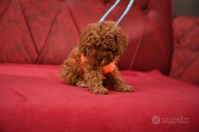 Cuccioli di barboncini mini toy