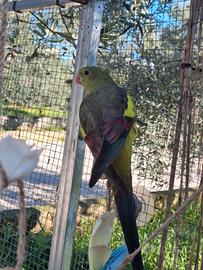 Parrocchetto codaner