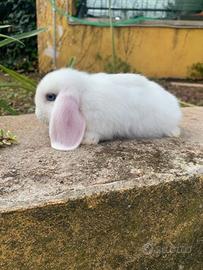 Coniglio ariete occhi azzurri 8 mesi