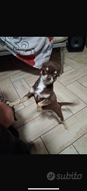 Chihuahua marrone mini tiy