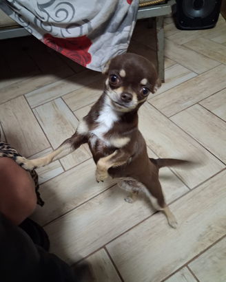 Chihuahua marrone mini tiy