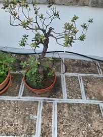 Alberelli Bonsai