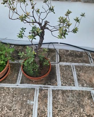 Alberelli Bonsai
