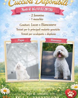 Barbone Nano