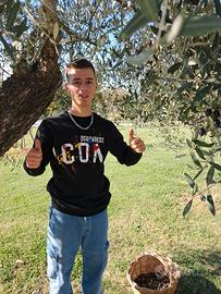 candidato raccolta olive