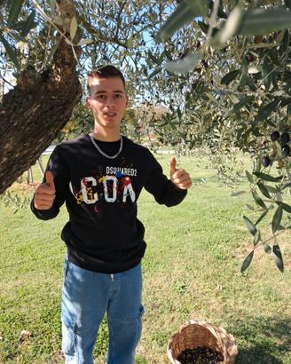 candidato raccolta olive