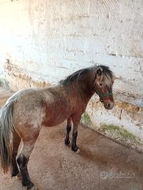 Pony