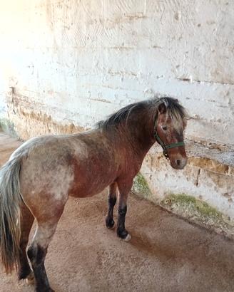 Pony