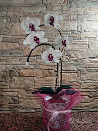 orchidea uncinetto 