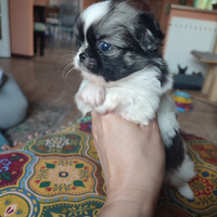 Chihuahua taglia piccolissima