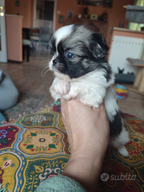 Chihuahua taglia piccolissima