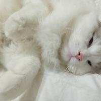 Gatto Ragdoll maschio per accoppiamento con pedigr