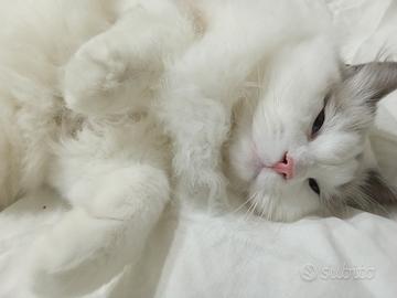 Gatto Ragdoll maschio per accoppiamento con pedigr