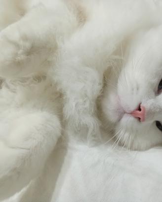 Gatto Ragdoll maschio per accoppiamento con pedigr
