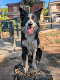 Border collie per monte
