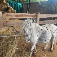 Mini pony shetland