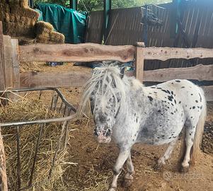 Mini pony shetland