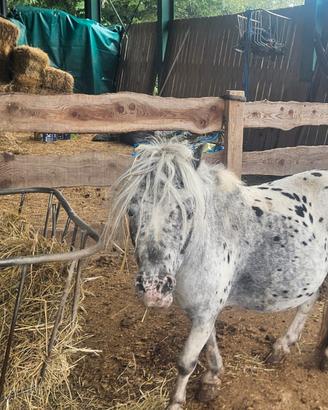 Mini pony shetland