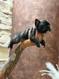 Cucciola di bulldog francese bringè