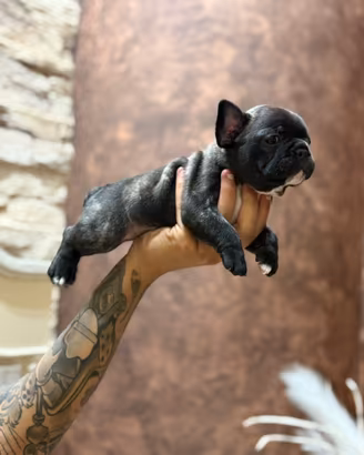 Cucciola di bulldog francese bringè