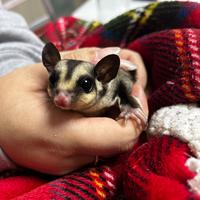 Petauri dello zucchero