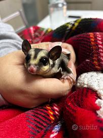 Petauri dello zucchero