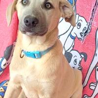 Cuccioli stupendi maschio e femmina , tipo labrado