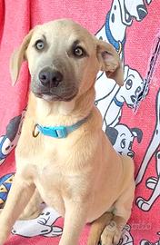 Cuccioli stupendi maschio e femmina , tipo labrado