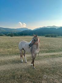 Cavallo Quarter Horse