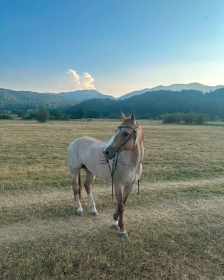 Cavallo Quarter Horse