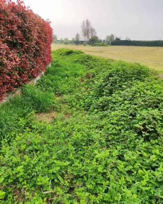 Immobile in asta di 4947 m² a Vellezzo Bellini