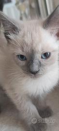 Maschietto Ragdoll