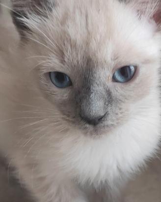 Maschietto Ragdoll