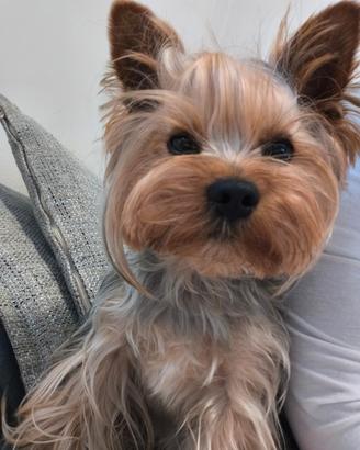 Maschio Yorkshire Terrier con Pedigree ROI dispo