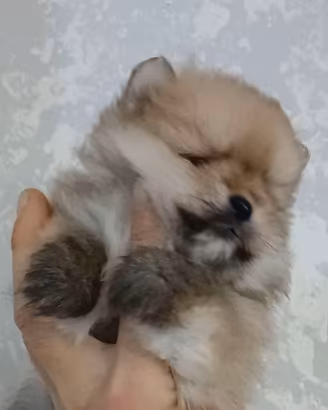 Spitz nano