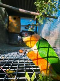 Coppie e singoli pappagalli anche all.a mano