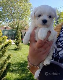 Maltese toy