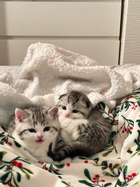 Cuccioli di scottish