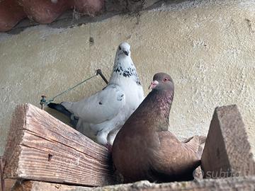 Piccioni california giovani