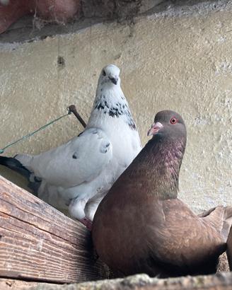 Piccioni california giovani