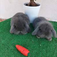 Conigli cuccioli ariete nano mini