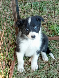 Cuccioli di border collie
