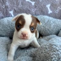 Cuccioli di Chihuahua