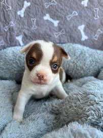 Cuccioli di Chihuahua