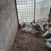 Colombi viaggiatori e colombi triganini modenesi