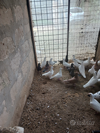 Colombi viaggiatori e colombi triganini modenesi