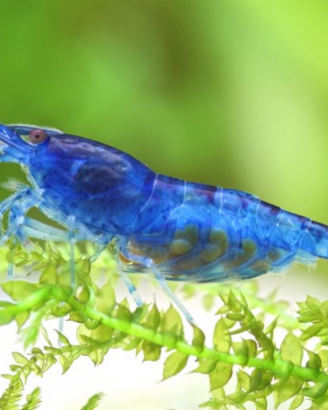 Caridine blue dream