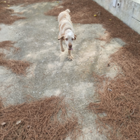 Cane di razza spinone