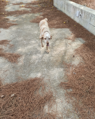 Cane di razza spinone