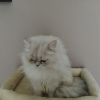 Gatto cincillà